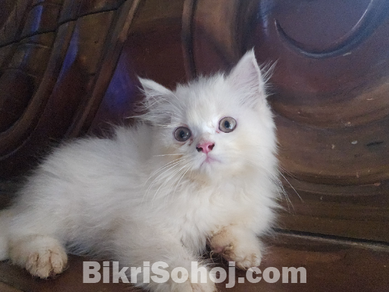 পার্সিয়ান বিড়াল